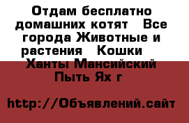 Отдам бесплатно домашних котят - Все города Животные и растения » Кошки   . Ханты-Мансийский,Пыть-Ях г.